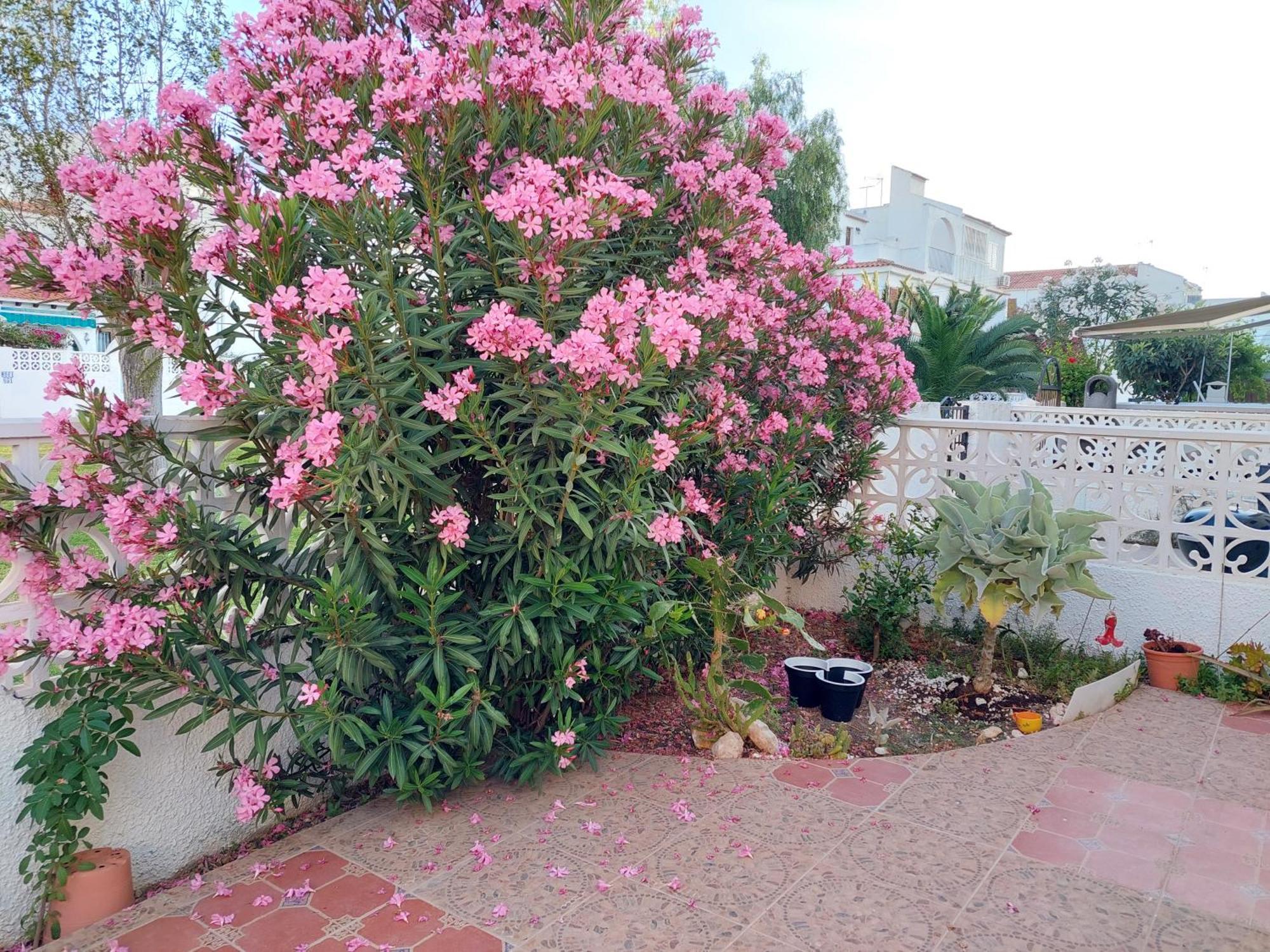 Haus Am Meer Torrevieja Exterior foto